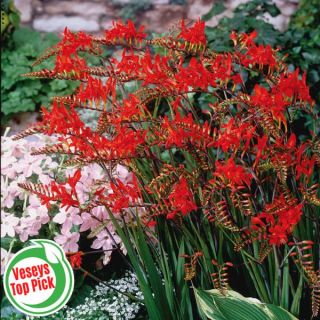 Lucifer Crocosmia Thumbnail